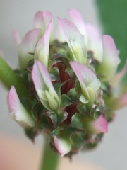 Trifolium glomeratum