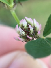 Trifolium glomeratum