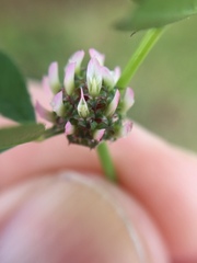 Trifolium glomeratum