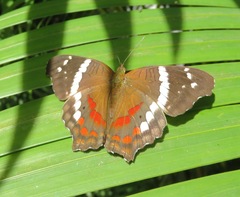 Anartia fatima colima
