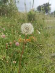 Taraxacum erythrospermum