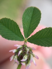 Trifolium glomeratum