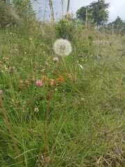 Taraxacum erythrospermum