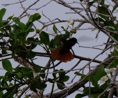 Chrysolampis mosquitus