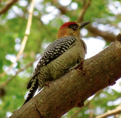 Melanerpes chrysogenys