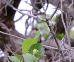 Chrysolampis mosquitus
