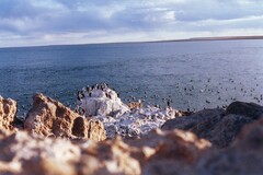 Leucocarbo magellanicus