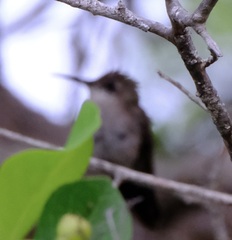 Chrysolampis mosquitus