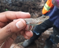 Anolis tropidonotus