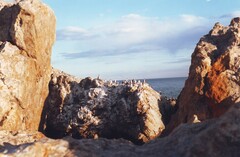 Leucocarbo magellanicus