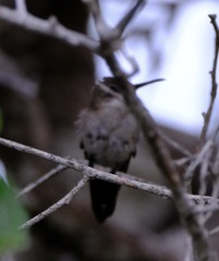 Chrysolampis mosquitus