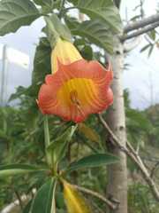 Brugmansia sanguinea