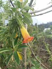 Brugmansia sanguinea