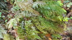 Hymenophyllum
