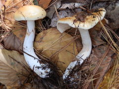 Cortinarius vibratilis
