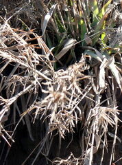 Dichanthelium scabriusculum