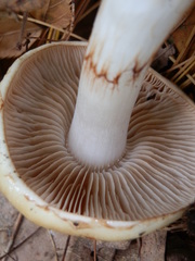 Cortinarius vibratilis