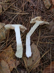 Cortinarius vibratilis