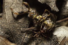 Aphaenogaster fulva