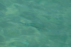 Tylosurus crocodilus