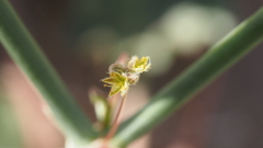 Eriogonum inflatum