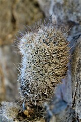 Mammillaria pottsii
