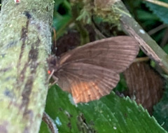 Eretris apuleja subrufescens