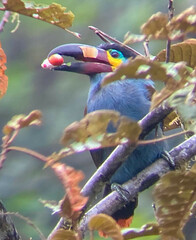 Andigena laminirostris