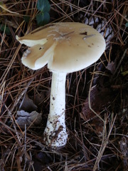 Amanita