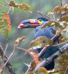 Andigena laminirostris