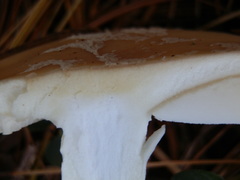 Amanita