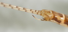 Hexagenia rigida