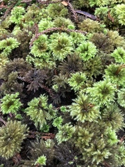 Hypnodendron