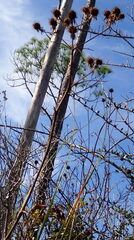 Eryngium yuccifolium