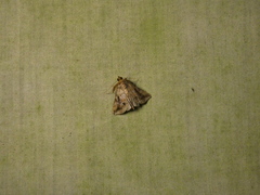 Aglaonice deldonalis