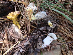 Hypomyces chrysospermus