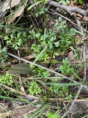 Xanthosia dissecta