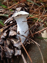 Hypomyces chrysospermus