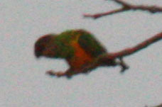 Poicephalus senegalus