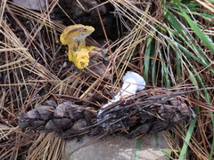 Hypomyces chrysospermus