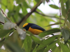 Euphonia luteicapilla
