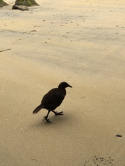 Gallirallus australis scotti