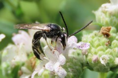 Lasioglossum