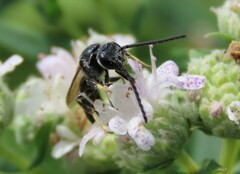 Lasioglossum