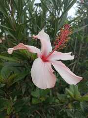 Hibiscus arnottianus