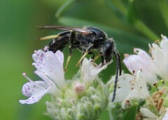 Lasioglossum