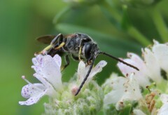 Lasioglossum