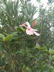 Hibiscus arnottianus