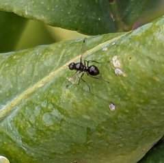 Parapalaeosepsis plebeia