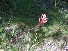 Sacoila lanceolata